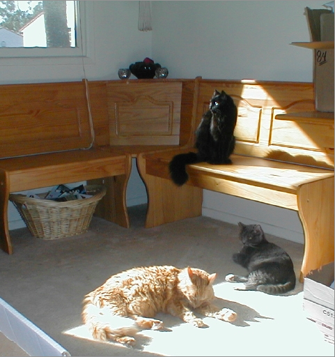 3 cats 3 kitties sunning bonnie gillespie