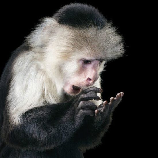 capuchin