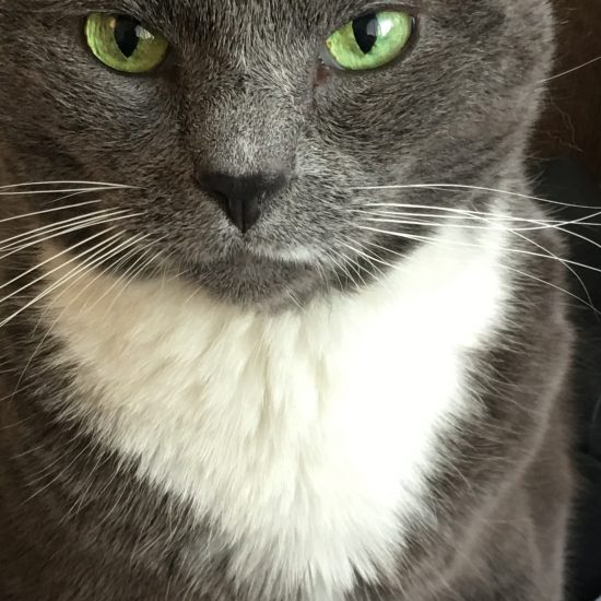 Thwok Kitty