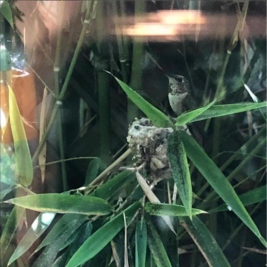 mama hummingbird on nest at angelas