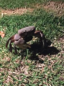 Fiji Coconut Crab by Peg Macinick UGWA2020