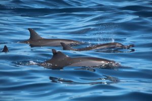 Fiji Dolphins by Sharon Westin-Shaw UGWA2020