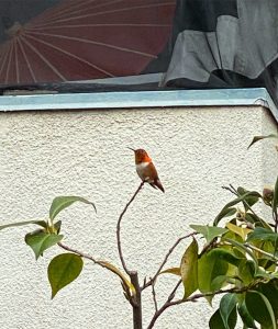 orange hummingbird