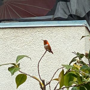 orange hummingbird