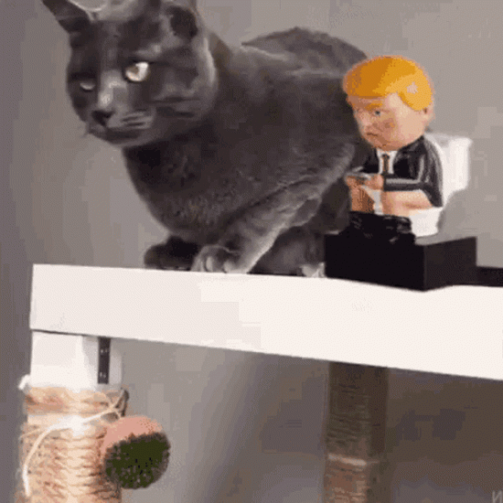 trump is tweeting from the toilet and a cat slaps him like the bitch that he is