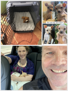 Gotcha day! Mala's adoption photos (as Owl, from the Labelle Foundation), a welcoming crate and toy, and Bonnie Gillespie and Keith Johnson heading back to the beach with their new baby boy puppy.