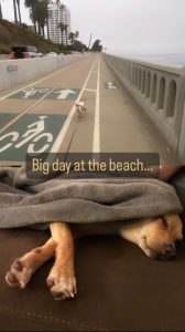 Mala climbing the California Incline in his hoody, then passed out after a big beach day.