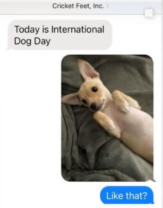 Mala puppy belly on International Dog Day.