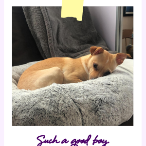 Mala Beads Gillespie tucked into his dog bed, feeling little