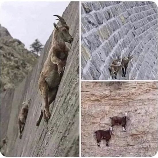 montage of images of goats climbing near-vertical mountains